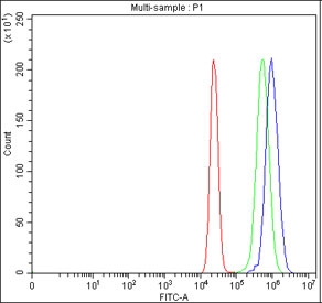 Flow cytometry testing of fixed and permeabilized human MCF7 cells with HELZ antibody at 1ug/million cells (blocked with goat sera); Red=cells alone, Green=isotype control, Blue= HELZ antibody.