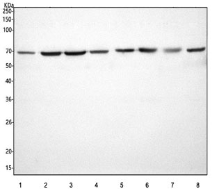 Western blot testing of 1) human Jurkat, 2) human Caco-2, 3) human HepG2, 4) human K562, 5) rat liver, 6) rat RH-35, 7) mouse liver and 8) mouse HEPA1-6 cell lysate with MOCS1 antibody. Predicted molecular weight ~70 kDa.