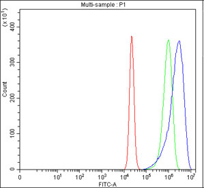 Flow cytometry testing of fixed and permeabilized human RT4 cells with XDH antibody at 1ug/million cells (blocked with goat sera); Red=cells alone, Green=isotype control, Blue= XDH antibody.