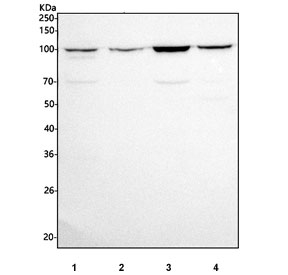 Western blot testing of human 1) K562, 2) SH-SY5Y, 3) SiHa and 4) A431 cell lysate with INTU antibody. Predicted molecular weight ~106 kDa.