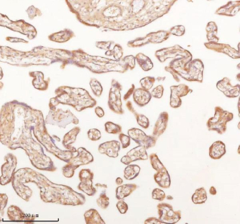 IHC staining of FFPE human placental tissue with SLK antibody. HIER: boil tissue sections in pH8 EDTA for 20 min and allow to cool before testing.