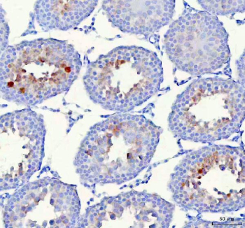 IHC staining of FFPE rat testis tissue with HSPA1L antibody. HIER: boil tissue sections in pH8 EDTA for 20 min and allow to cool before testing.