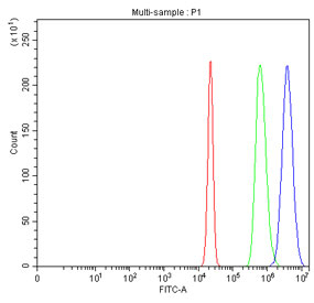 Flow cytometry testing of fixed and permeabilized human HepG2 cells with HSPA1L antibody at 1ug/million cells (blocked with goat sera); Red=cells alone, Green=isotype control, Blue= HSPA1L antibody.