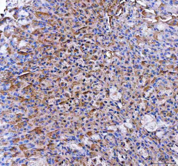 IHC staining of FFPE mouse stomach tissue with PGC antibody. HIER: boil tissue sections in pH8 EDTA for 20 min and allow to cool before testing.
