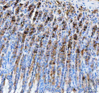 IHC staining of FFPE rat stomach tissue with PGC antibody. HIER: boil tissue sections in pH8 EDTA for 20 min and allow to cool before testing.