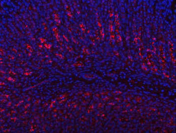 Immunofluorescent staining of FFPE rat stomach tissue with PGC antibody (red) and DAPI nuclear stain (blue). HIER: steam section in pH8 EDTA buffer for 20 min.