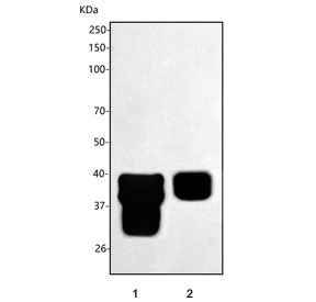 Western blot testing of 1) rat stomach and 2) mouse stomach tissue lysate with PGC antibody. Expected molecular weight: 32-42 kDa (multiple isoforms).