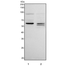 Western blot testing of 1) human K562 and 2) mouse testis tissue lysate with PLA2G3 antibody. Predicted molecular weight ~57 kDa but may be observed at higher molecular weights due to glycosylation.