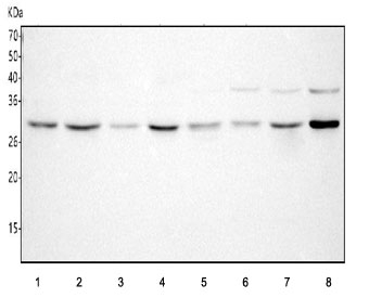 Western blot testing of 1) human Jurkat, 2) human ThP-1, 3) human K562, 4) human HEL, 5) rat kidney, 6) rat brain, 7) mouse kidney and 8) mouse brain tissue lysate with HDHD2 antibody. Predicted molecular weight ~28 kDa.