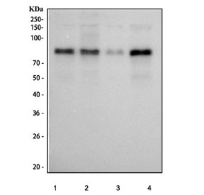 Western blot testing of human 1) HeLa, 2) K562, 3) HepG2 and 4) MCF7 cell lysate with Phospho-HSF1 antibody.