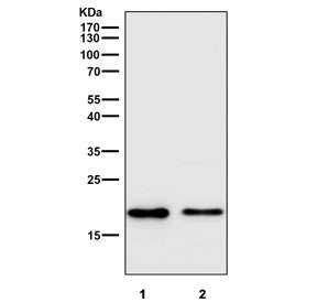 Western blot testing of human 1) HepG2 and 2) MCF7 cell lysate with recombinant CRIPTO antibody. Predicted molecular weight ~21 kDa.