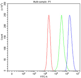 Flow cytometry testing of fixed and permeabilized human A549 cells with AqCbl reductase antibody at 1ug/million cells (blocked with goat sera); Red=cells alone, Green=isotype control, Blue= AqCbl reductase antibody.