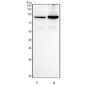 Western blot testing of 1) human HepG2 and 2) human SH-SY5Y cell lysate with Prospero homeobox protein 1 antibody. Predicted molecular weight is 83 kDa, commonly observed at 80-110 kDa.
