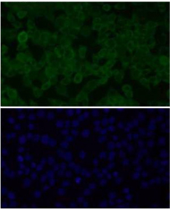 Immunofluorescent staining of FFPE human HeLa cells with Alpha-Synuclein antibody (green) and DAPI nuclear stain (blue). HIER: steam section in pH6 citrate buffer for 20 min.