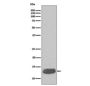 Western blot testing of human cerebellum tissue lysate with PVALB antibody. Predicted molecular weight ~12 kDa.