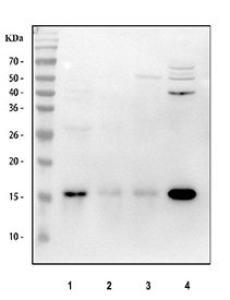 Western blot testing of human 1) ThP-1, 2) U937, 3) HL60 and 4) HEL cell lysate with AIF-1 antibody rabbit monoclonal clone AFGH-1. Predicted molecular weight ~17 kDa.