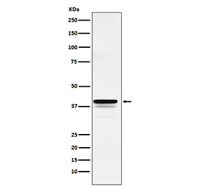 Western blot testing of human HeLa cell lysate with FOXF1 antibody. Predicted molecular weight ~40 kDa.