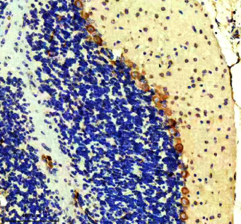 IHC staining of FFPE mouse cerebellum tissue with RAPGEF4 antibody, HRP-secondary and DAB substrate. HIER: boil tissue sections in pH8 EDTA for 20 min and allow to cool before testing.