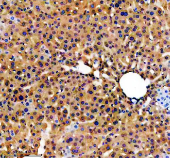 IHC staining of FFPE mouse liver tissue with Apolipoprotein H antibody, HRP-secondary and DAB substrate. HIER: boil tissue sections in pH8 EDTA for 20 min and allow to cool before testing.