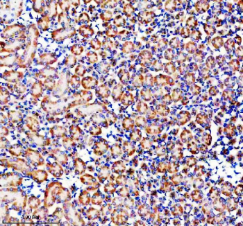 IHC staining of FFPE mouse kidney tissue with GLB1 antibody, HRP-secondary and DAB substrate. HIER: boil tissue sections in pH8 EDTA for 20 min and allow to cool before testing.