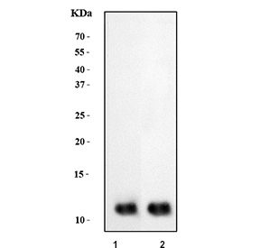 Western blot testing of 1) human HepG2 and 2) human PC-3 cell lysate with GLRX antibody. Predicted molecular weight ~12 kDa.