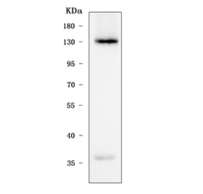 Western blot testing of human K562 cell lysate with STON2 antibody. Predicted molecular weight ~101 kDa but is often observed at ~130 kDa.