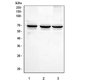 Western blot testing of human 1) PC-3, 2) HepG2 and 3) A549 cell lysate with STXBP4 antibody. Predicted molecular weight ~62 kDa.