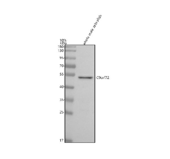 Zebrafish C9orf72 Antibody WB. Western blot analysis of C9orf72 protein using C9orf72 antibody and whole male zebrafish tissue lysate. The predicted molecular weight of C9orf72 is 54 kDa.