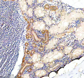 Zebrafish Cope Antibody Kidney IHC. Immunohistochemical analysis of Cope protein using Zebrafish Cope antibody and paraffin-embedded zebrafish kidney tissue. HIER: boil tissue sections in pH8 EDTA for 20 min and allow to cool before testing.