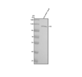 Zebrafish Ide Antibody WB. Western blot analysis of Ide protein using Zebrafish Ide antibody and zebrafish head tissue lysate. The predicted molecular weight of Ide is 118 kDa.