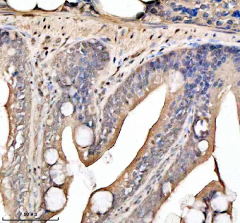 Zebrafish Hdac1 Antibody Colon IHC. Immunohistochemical analysis of Hdac1 protein using Zebrafish Hdac1 antibody and paraffin-embedded zebrafish colon tissue. HIER: boil tissue sections in pH8 EDTA for 20 min and allow to cool before testing.