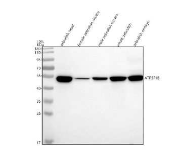 Zebrafish Atp5b Antibody WB. Western blot analysis of Atp5b/ATP5F1B protein using Zebrafish Atp5b antibody and 1) zebrafish head 2) female zebrafish viscera, 3) male zebrafish viscera, 4) whole zebrafish and 5) zebrafish embryo tissue lysate. Predicted molecular weight ~57 kDa.
