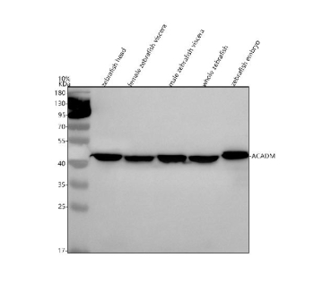 Zebrafish Acadm Antibody WB. Western blot analysis of Acadm protein using Zebrafish Acadm antibody and 1) zebrafish head, 2) female zebrafish viscera, 3) male zebrafish viscera, 4) whole zebrafish and 5) zebrafish embryo tissue lysate. Predicted molecular weight ~46 kDa.
