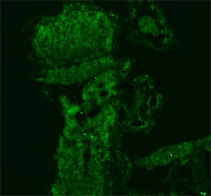Zebrafish ILF2 Antibody Embryo Tissue IF. Immunofluorescent staining of FFPE zebrafish embryo tissue with Zebrafish ILF2 antibody (green). HIER: steam section in pH8 EDTA buffer for 20 min.