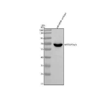 Zebrafish Metap2 Antibody WB. Western blot analysis of Metap2a/b protein using Zebrafish Metap2 antibody and zebrafish embryo tissue lysate. Predicted molecular weight: 50-53 kDa, but may be observed at higher molecular weights due to glycosylation.