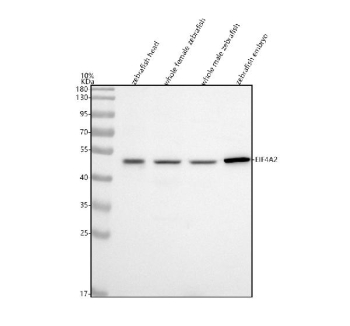 Zebrafish Eif4a2 Antibody WB. Western blot analysis of Eif4a2 protein using Zebrafish Eif4a2 antibody and 1) zebrafish head, 2) whole female zebrafish, 3) whole male zebrafish and 4) zebrafish embryo tissue lysate. Expected molecular weight ~47 kDa.