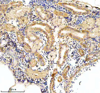 Zebrafish Eif4a2 Antibody Kidney IHC. Immunohistochemistry staining of FFPE zebrafish kidney tissue with Zebrafish Eif4a2 antibody. HIER: boil tissue sections in pH8 EDTA for 20 min and allow to cool before testing.