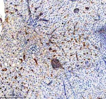 Zebrafish Gls Antibody Bile Duct IHC. Immunohistochemistry staining of FFPE zebrafish bile duct tissue with Zebrafish Gls antibody. HIER: boil tissue sections in pH8 EDTA for 20 min and allow to cool before testing.