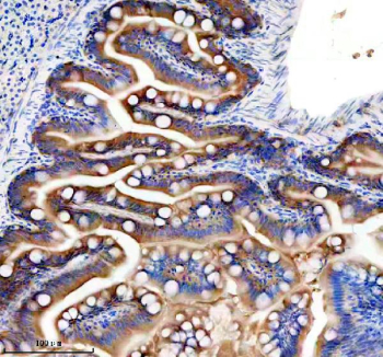 Zebrafish Gls Antibody Colon IHC. Immunohistochemistry staining of FFPE zebrafish colon tissue with Zebrafish Gls antibody. HIER: boil tissue sections in pH8 EDTA for 20 min and allow to cool before testing.