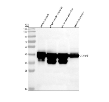 Zebrafish Ckm Antibody WB. Western blot analysis of Ckma/b protein using Zebrafish Ckm antibody and 1) zebrafish head, 2) whole female zebrafish, 3) whole male zebrafish and 4) zebrafish embryo tissue lysate. Predicted molecular weight ~43 kDa.