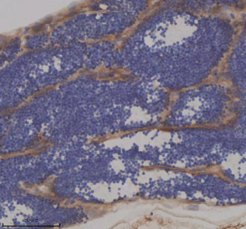 Zebrafish Ift172 Antibody Testis IHC. Immunohistochemical analysis of Ift172 protein using Zebrafish Ift172 antibody and paraffin-embedded zebrafish testis tissue. HIER: boil tissue sections in pH8 EDTA for 20 min and allow to cool before testing.