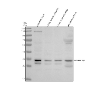 Zebrafish Ywhae Antibody WB. Western blot analysis of Ywhae1/2 protein using Zebrafish Ywhae antibody and 1) zebrafish head, 2) whole female zebrafish, 3) whole male zebrafish and 4) zebrafish embryo tissue lysate. Predicted molecular weight ~29 kDa (isoform 1) and ~27 kDa (isoform 2).