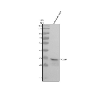 Zebrafish Tollip Antibody WB. Western blot analysis of Tollip protein using Tollip antibody and zebrafish head tissue lysate. The predicted molecular weight of Tollip is 30 kDa.