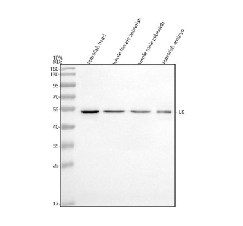 Zebrafish Integrin-linked kinase Antibody WB. Western blot analysis of Integrin-linked kinase protein using Integrin-linked kinase antibody and 1) zebrafish head 2) whole female zebrafish, 3) whole male zebrafish and 4) zebrafish embryo tissue lysate. Expected molecular weight: 51-59 kDa.