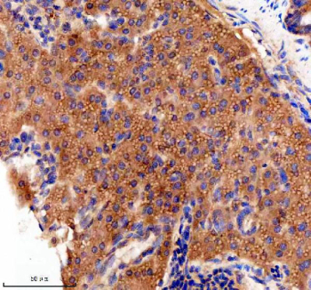 Zebrafish Jab1 Antibody Pancreas IHC. Immunohistochemistry staining of FFPE zebrafish pancreas tissue with Zebrafish Jab1 antibody. HIER: boil tissue sections in pH8 EDTA for 20 min and allow to cool before testing.