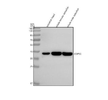 Zebrafish Jab1 Antibody WB. Western blot analysis of Jab1/COPS5 protein using Zebrafish Jab1 antibody and 1) zebrafish head, 2) whole female zebrafish and 3) whole male zebrafish tissue lysate. Predicted molecular weight ~38 kDa.