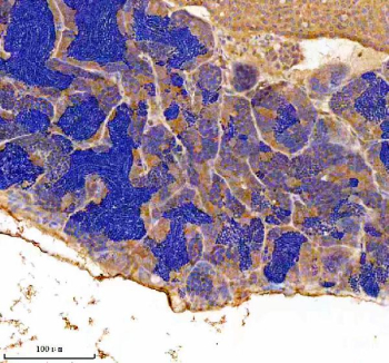 Zebrafish Jab1 Antibody Testis IHC. Immunohistochemistry staining of FFPE zebrafish testis tissue with Zebrafish Jab1 antibody. HIER: boil tissue sections in pH8 EDTA for 20 min and allow to cool before testing.