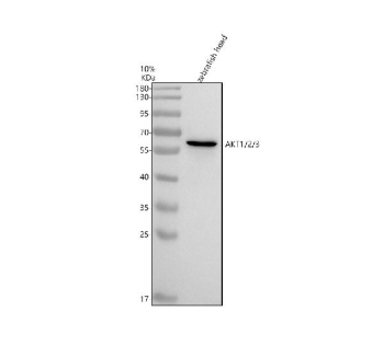 Zebrafish Akt Antibody WB. Western blot analysis of Akt1/2/3 protein using Akt antibody and zebrafish head tissue lysates. The predicted molecular weight of Akt1/2/3 is ~56 kDa.