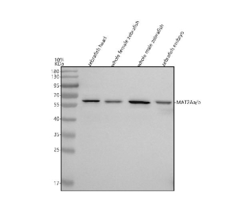 Zebrafish Mat2a Antibody WB. Western blot analysis of Mat2aa/b protein using Zebrafish Mat2a antibody and 1) zebrafish head, 2) whole female zebrafish, 3) whole male zebrafish and 4) zebrafish embryo tissue lysate. Expected molecular weight ~44 kDa.