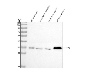 Zebrafish Ppp2ca Antibody WB. Western blot analysis of Ppp2ca protein using Zebrafish Ppp2ca antibody and 1) zebrafish head, 2) whole female zebrafish, 3) whole male zebrafish and 4) zebrafish embryo tissue lysate. Predicted molecular weight ~36 kDa.